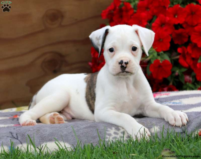 Valley Bulldog