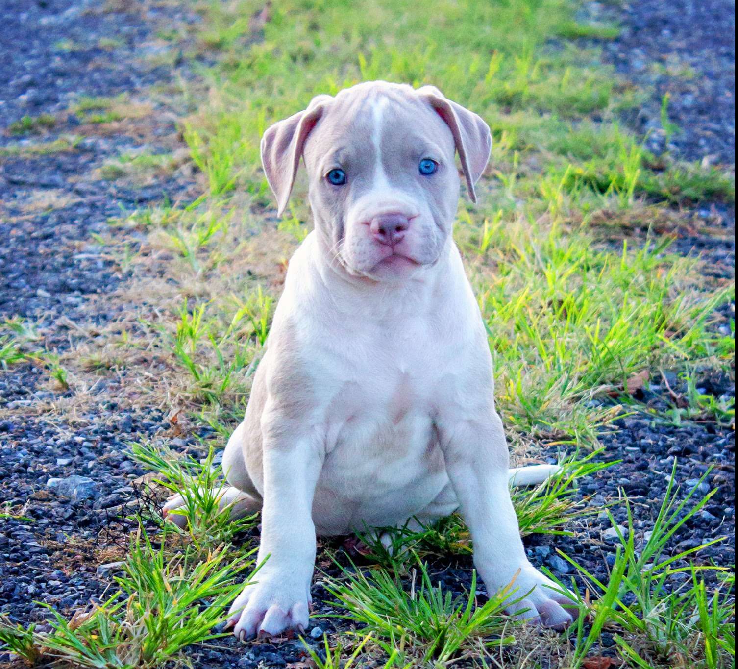 American Bully