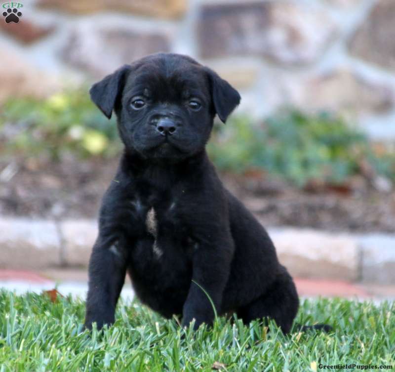 English Mastador