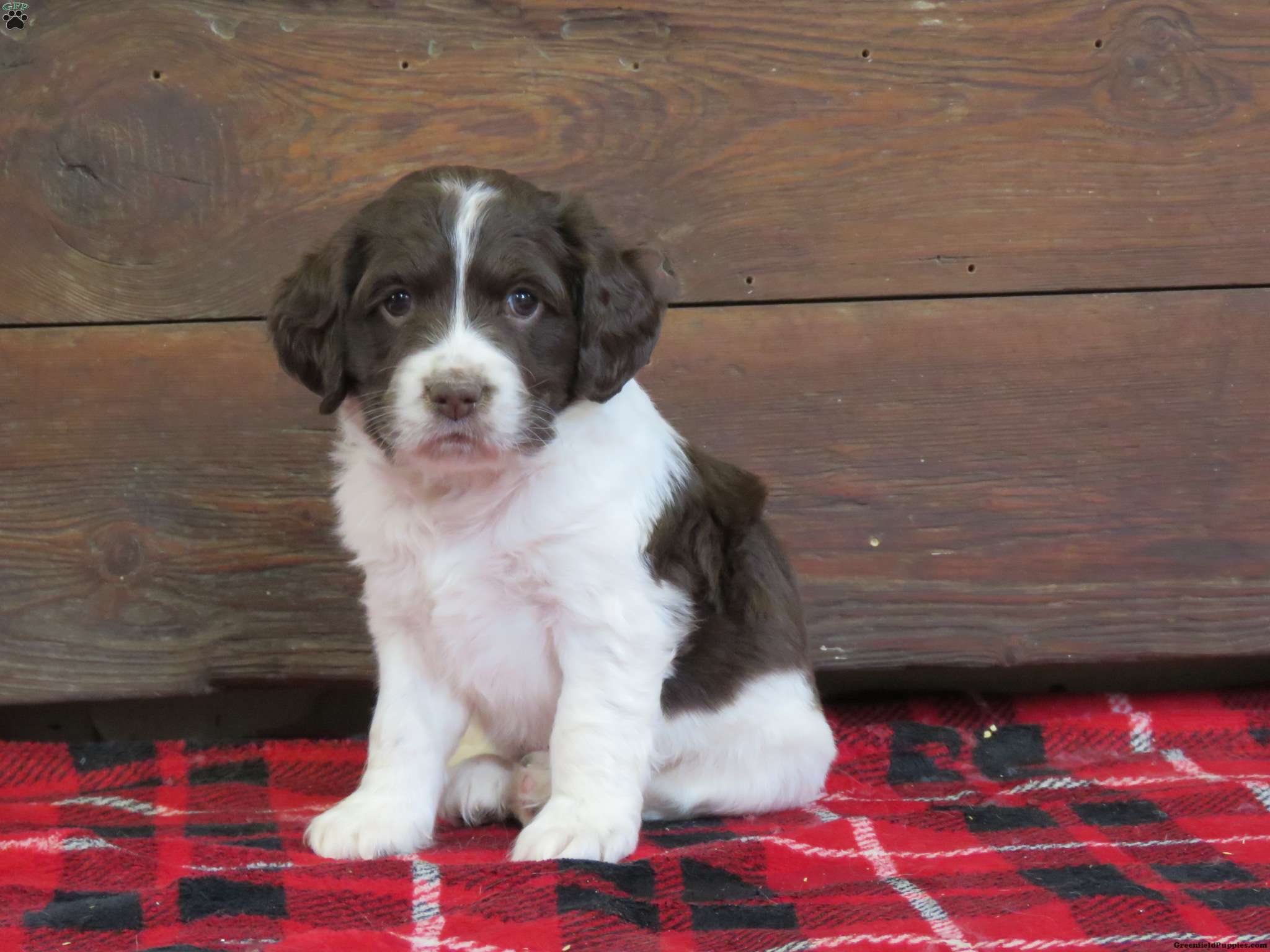 English Springer Spaniel Mix