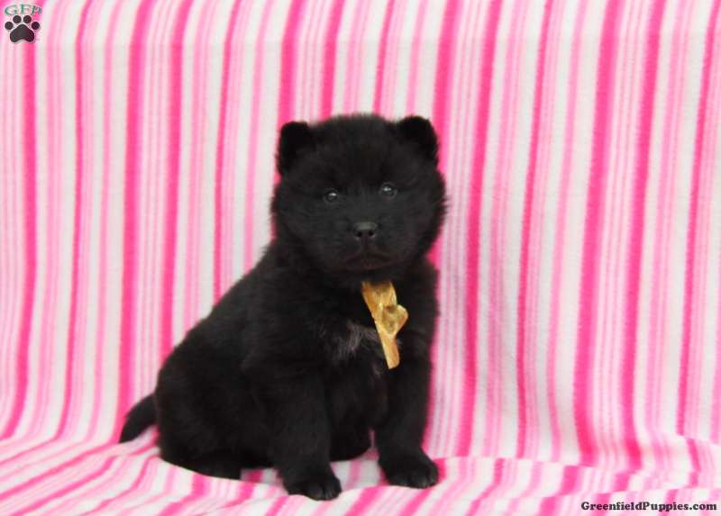 Chow Chow Mix