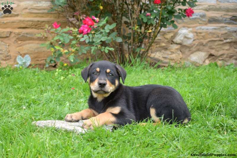 English Shepherd Mix