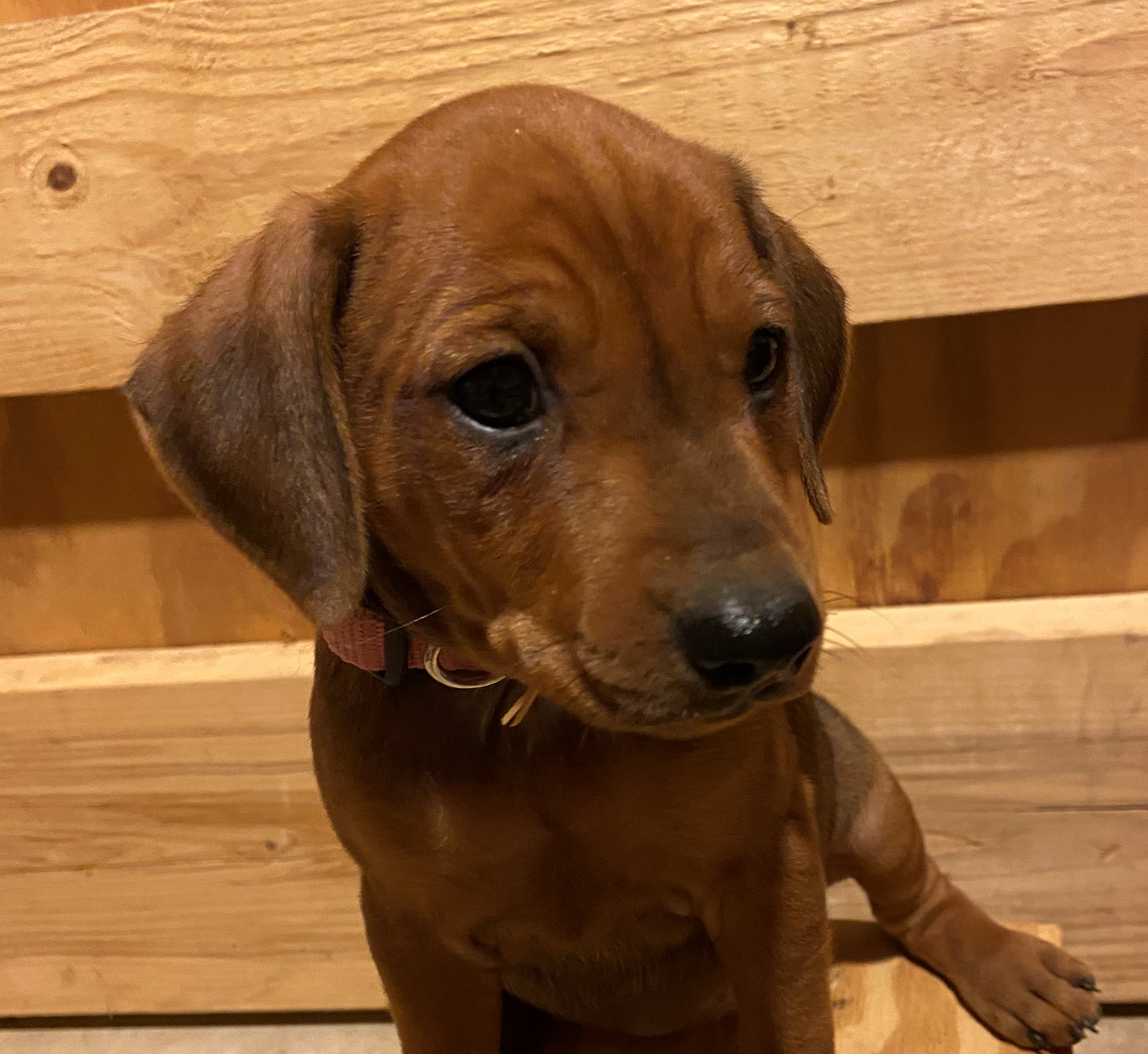 German Pinscher
