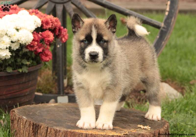 Huskita