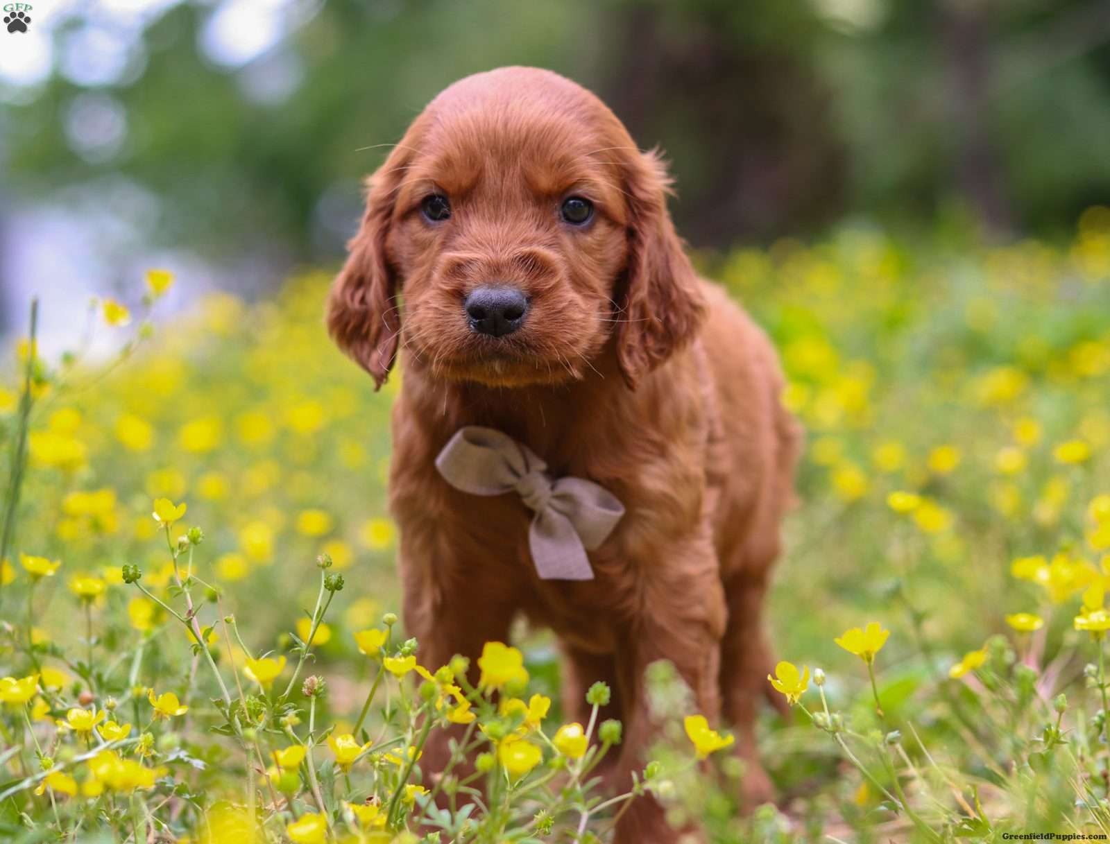 Golden Irish
