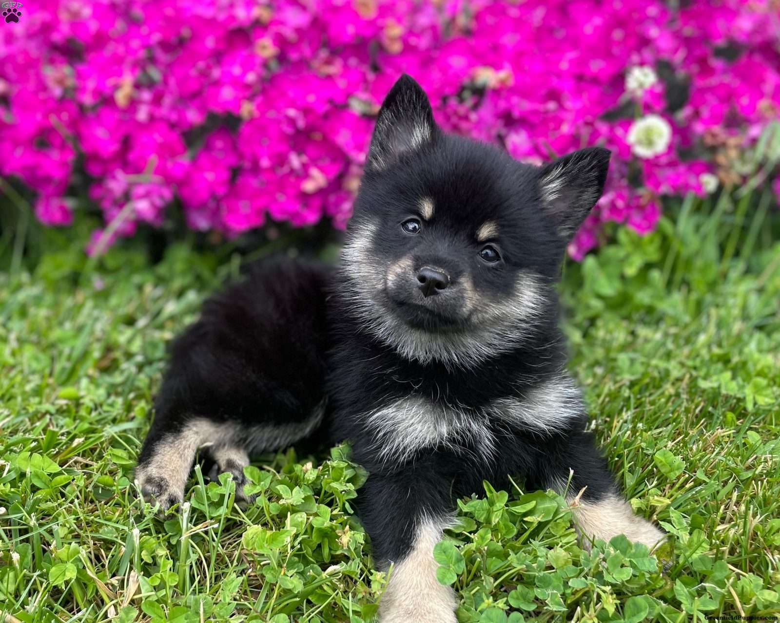 Mini Elkhound