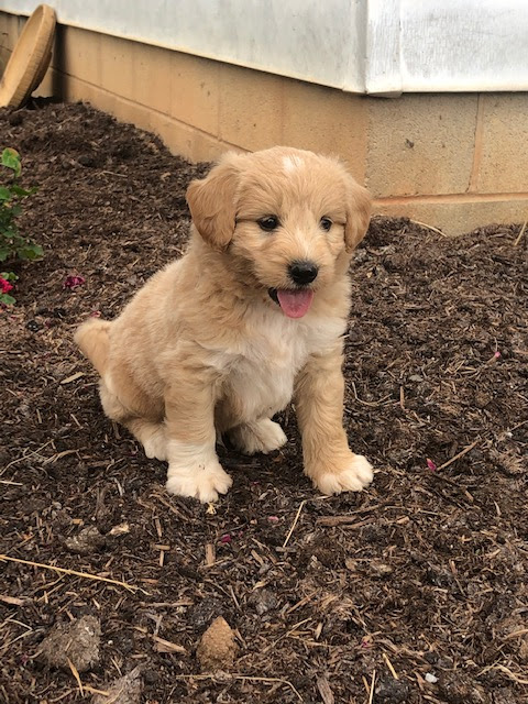 Mini Pyredoodle