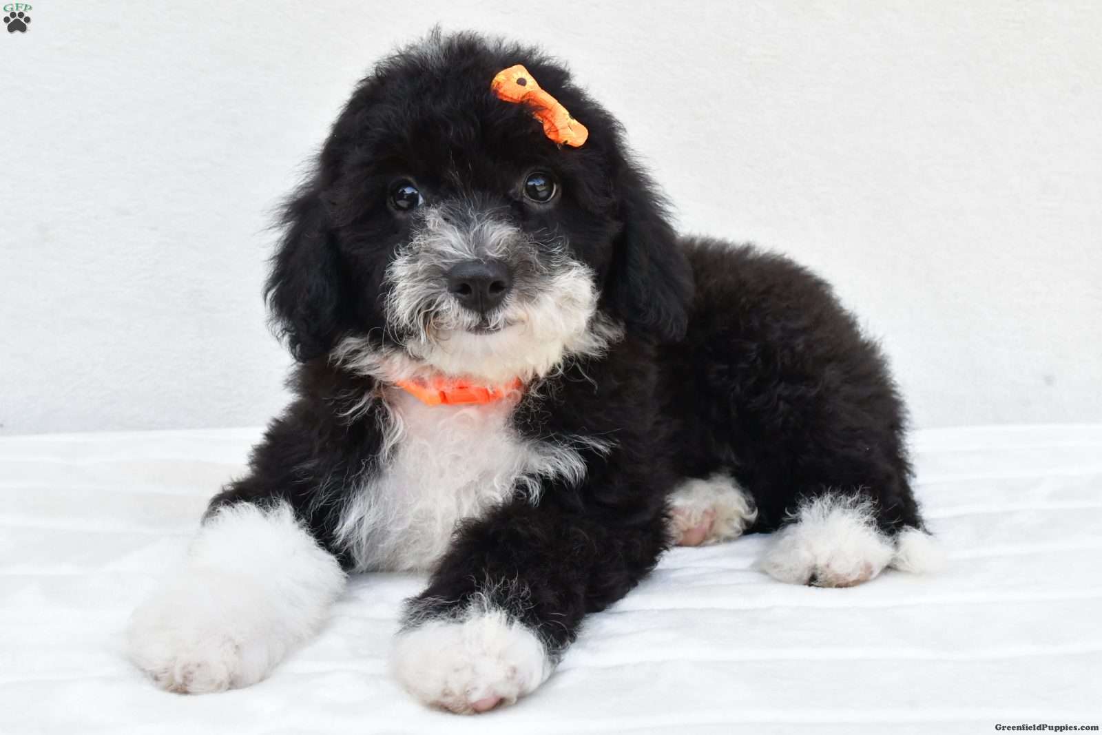 Mini Sheepadoodle