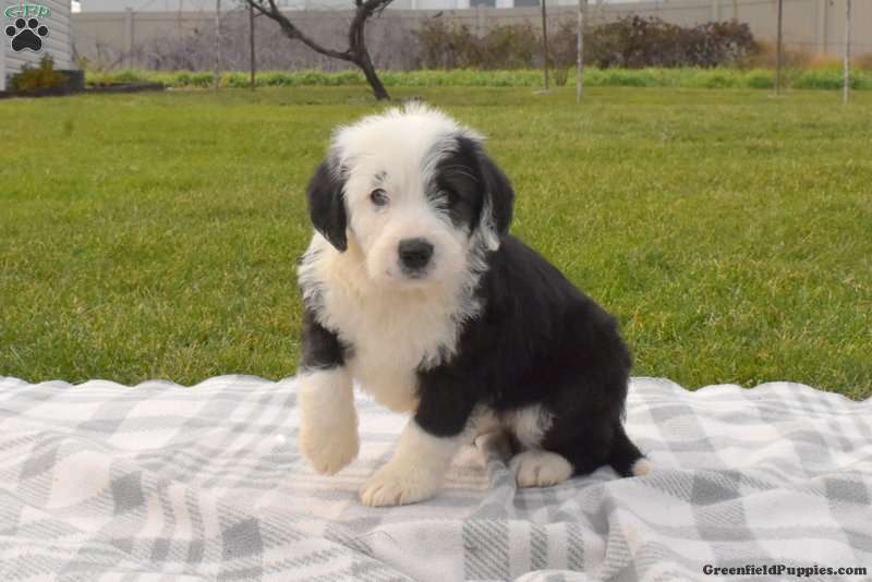 Old English Sheepdog Mix