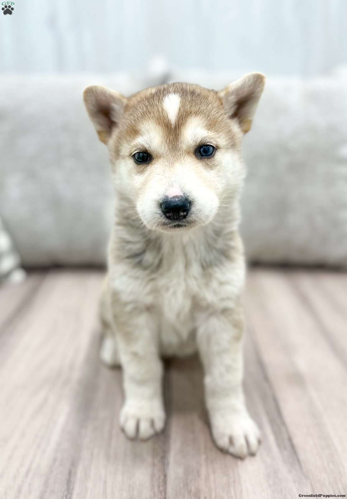 Shepsky