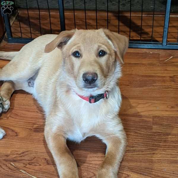 Carolina Dog