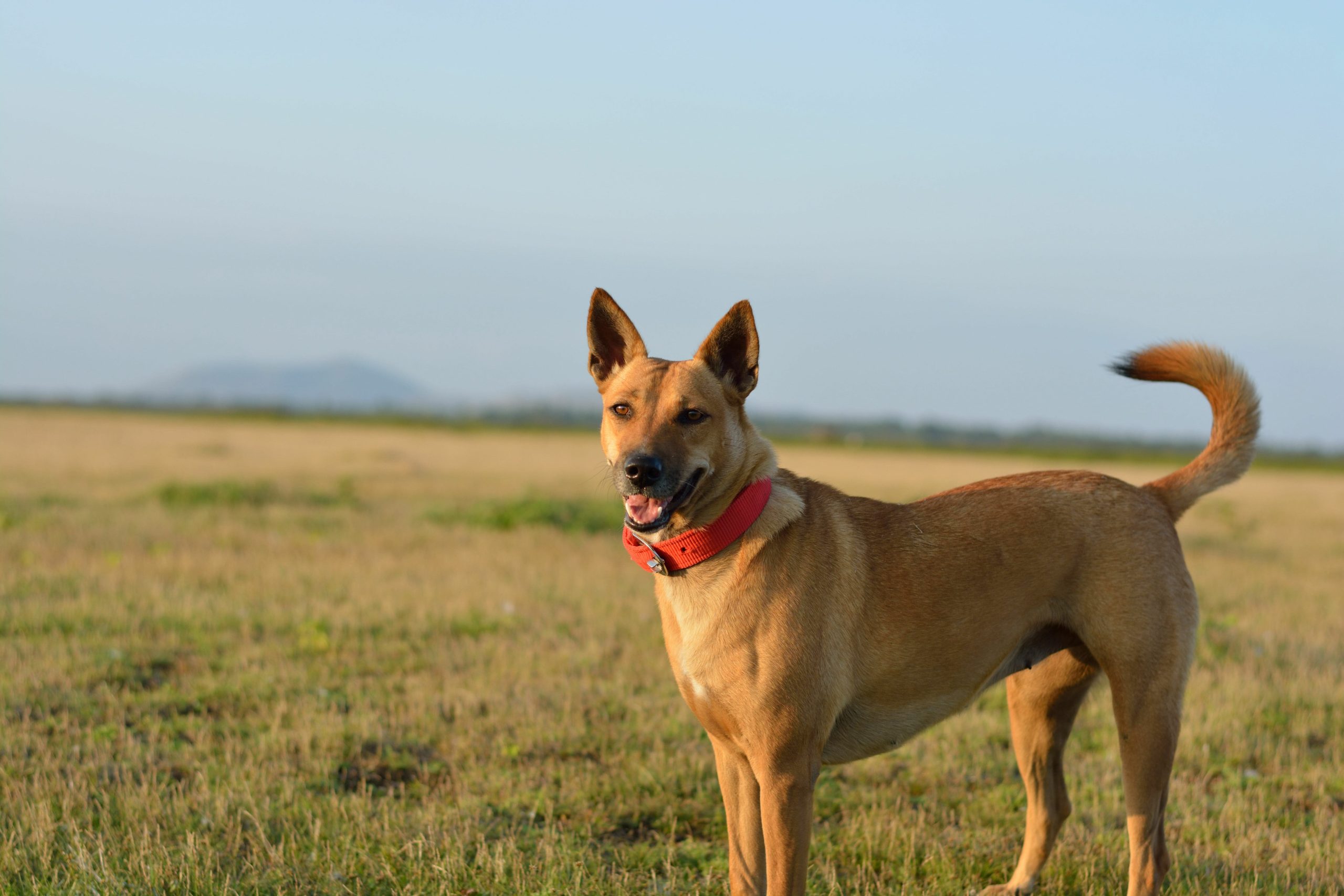 Carolina Dog