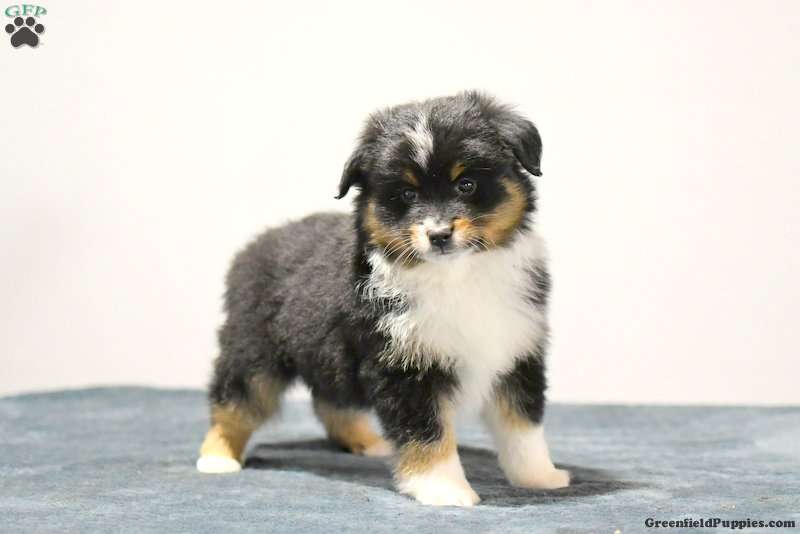 American Shepherd