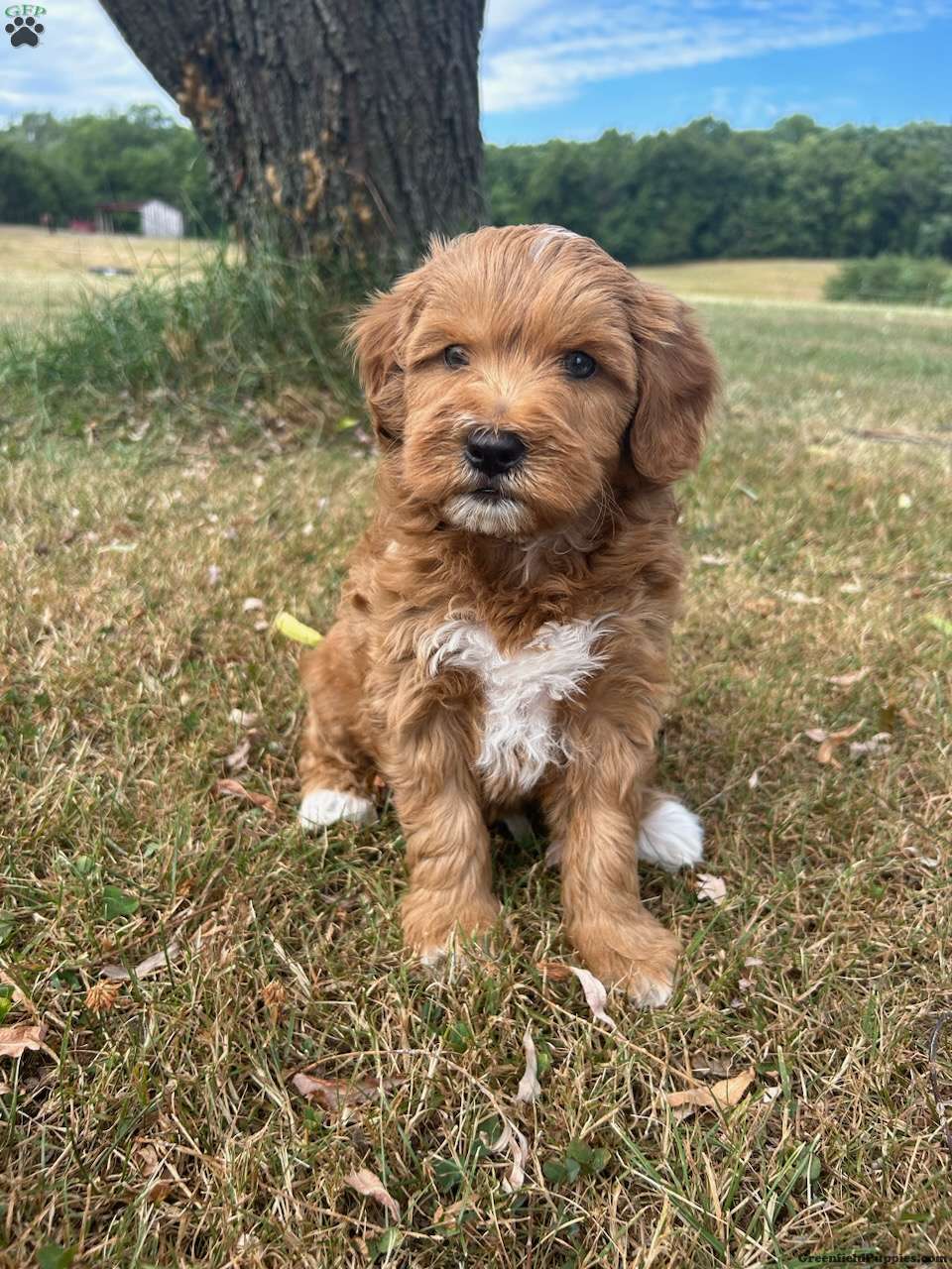 Nova Scotia Duck Tolling Retriever Mix
