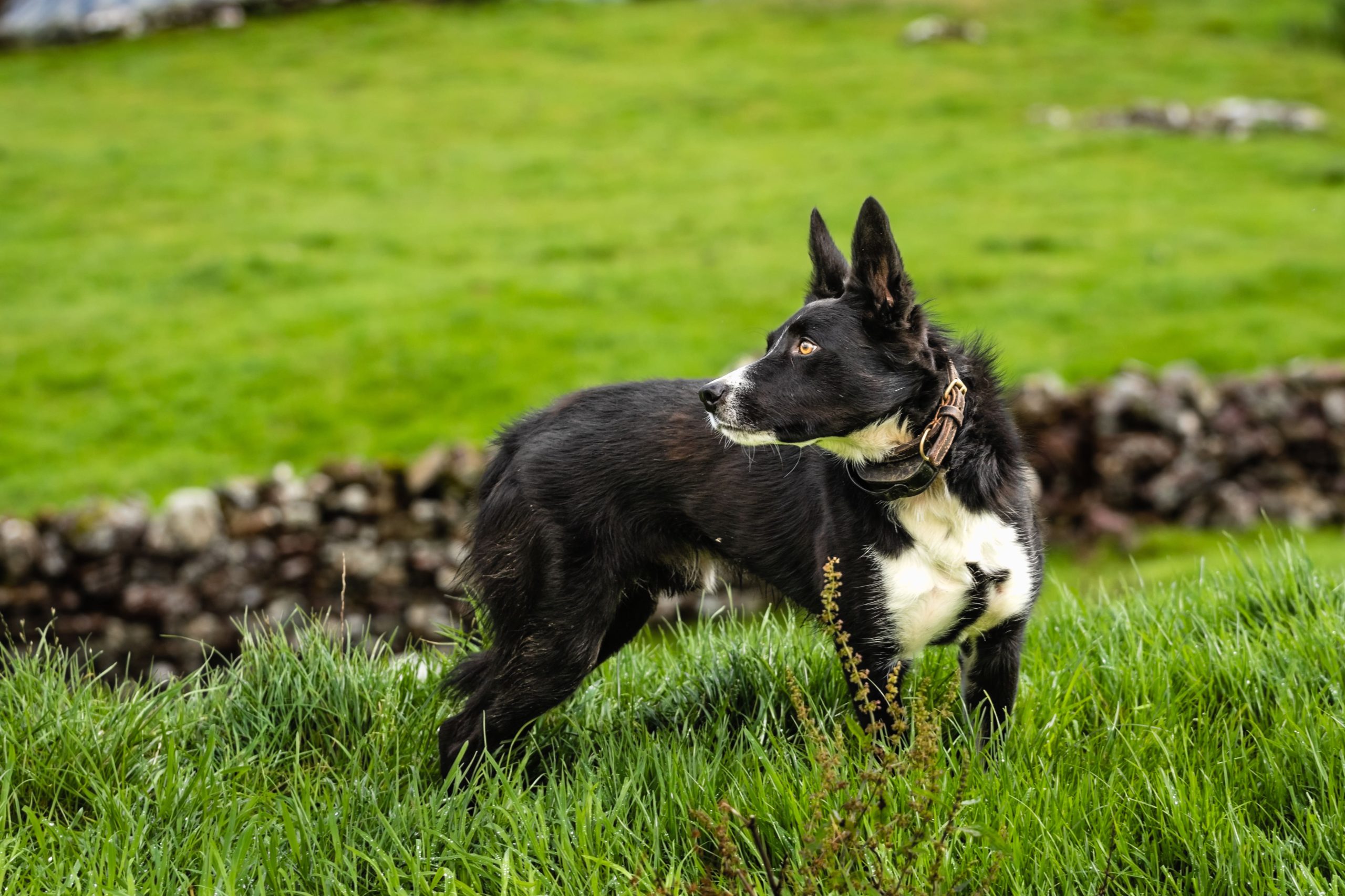 McNab Shepherd