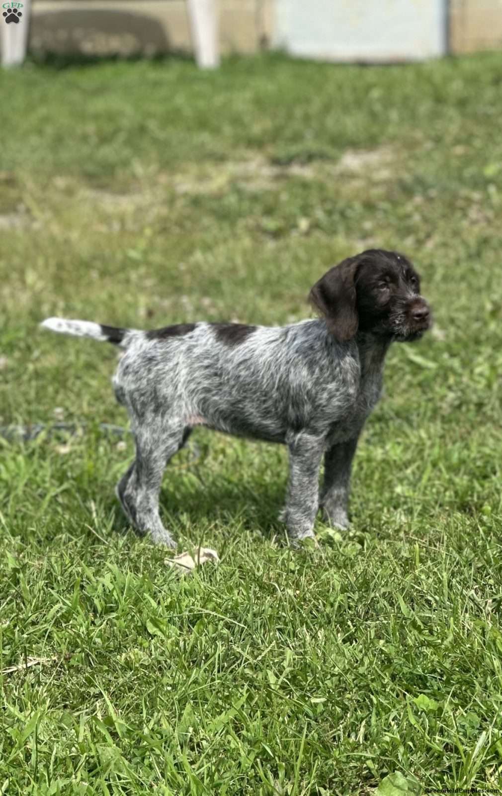 Wirehaired Pointing Griffon