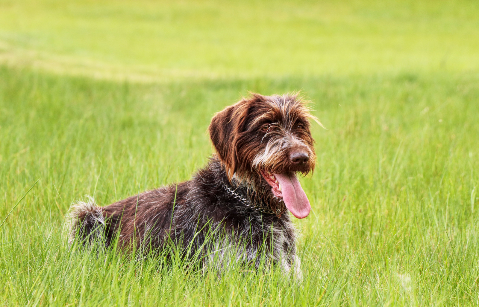 Wirehaired Pointing Griffon