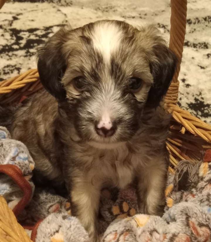 Chinese Crested Dog