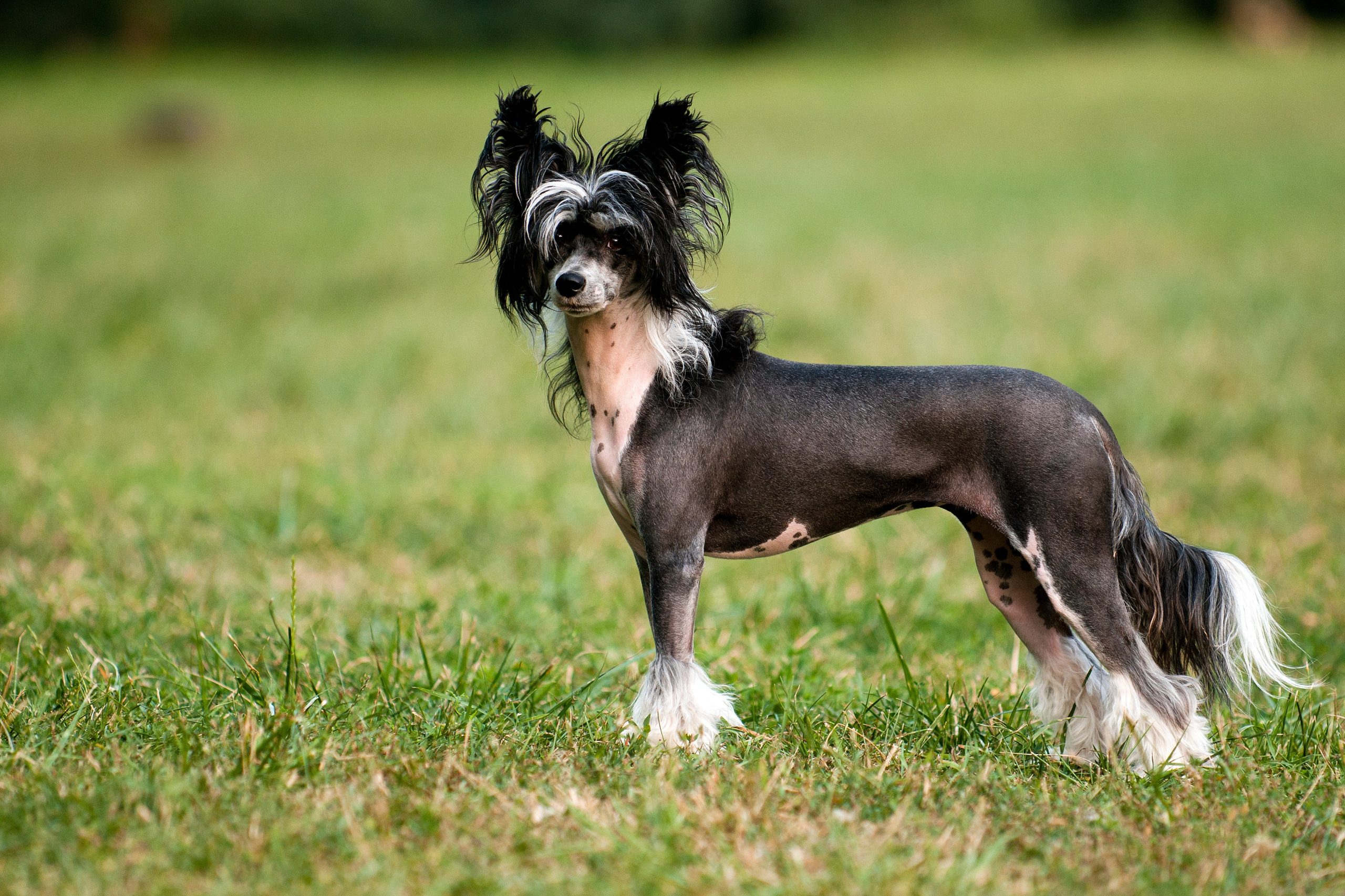 Chinese Crested Dog