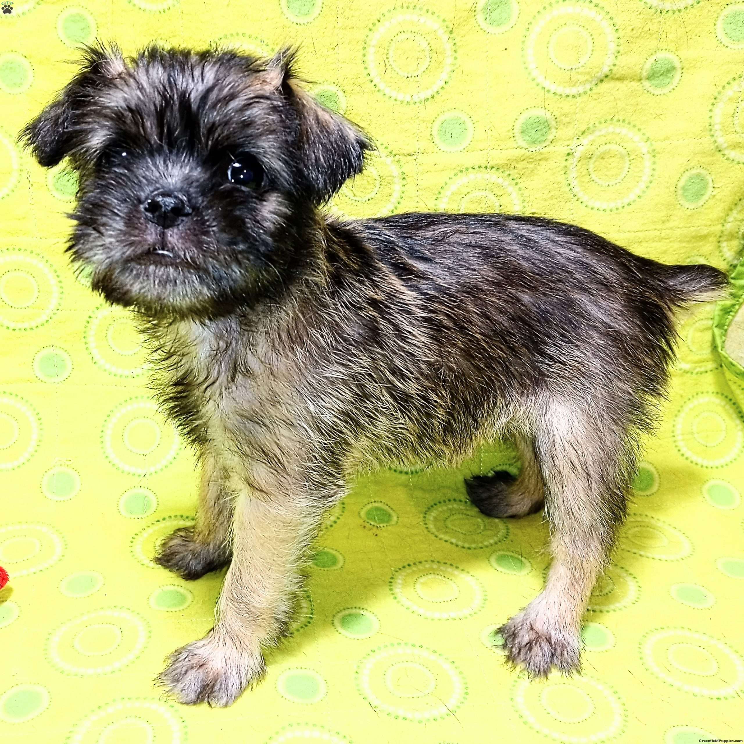 Brussels Griffon