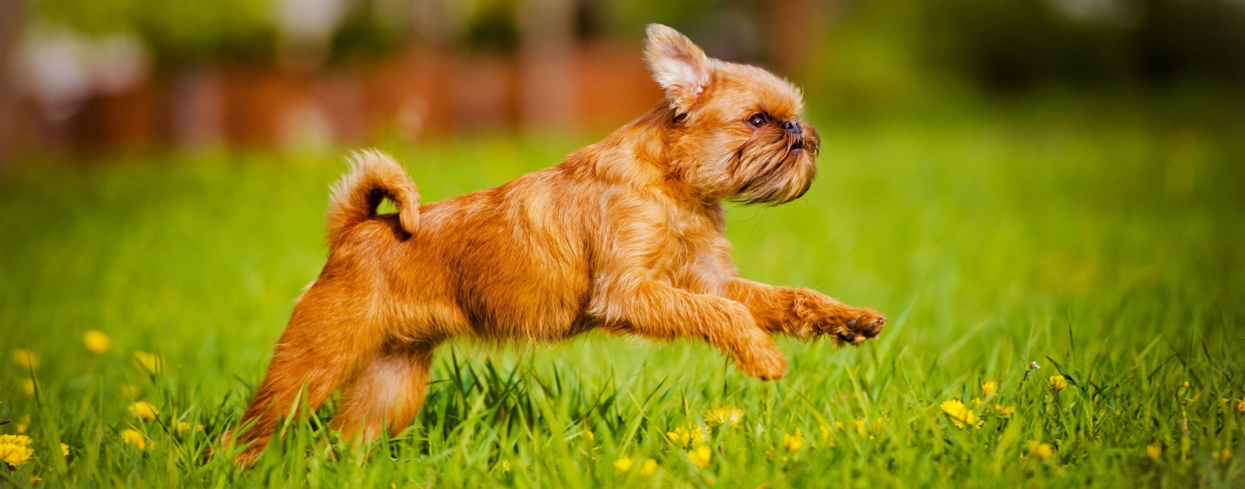 Brussels Griffon