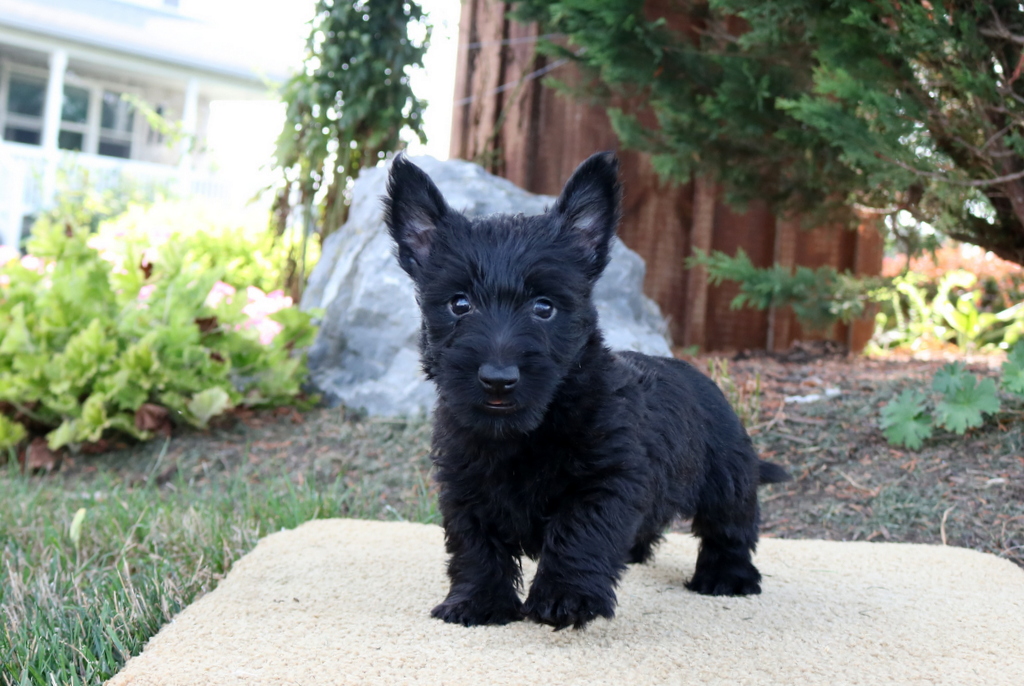 Scottish Terrier Mix