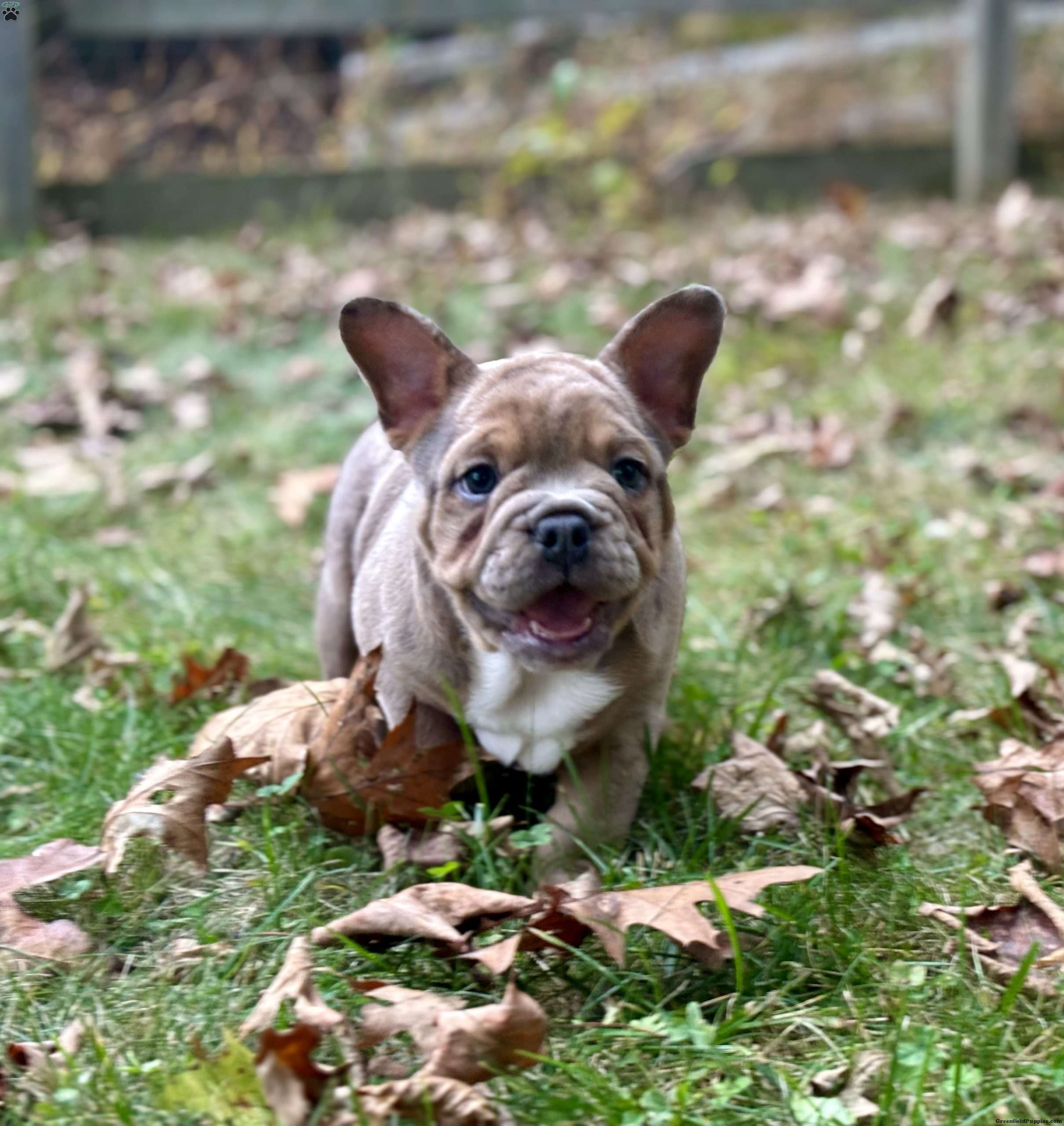 Frenglish Bulldog